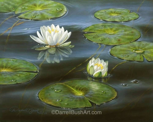 Water Lilies