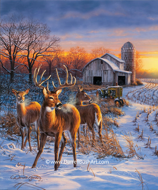 Winter Whitetails