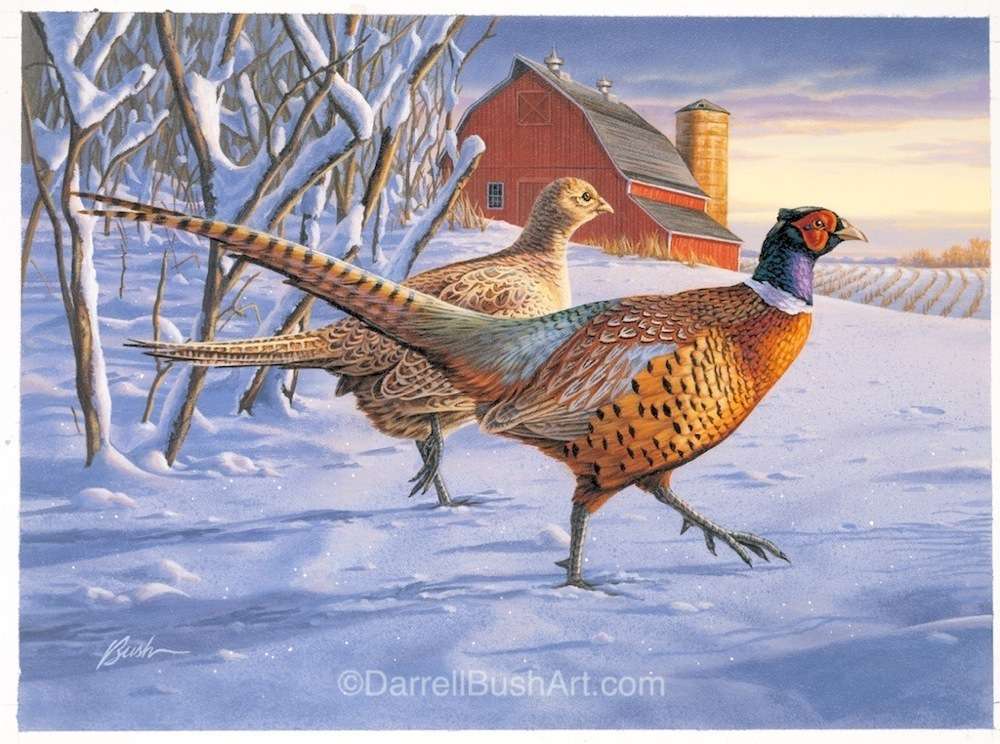 Minnesota Pheasant Stamp