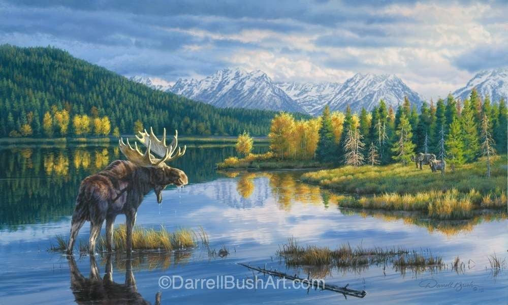Teton Moose